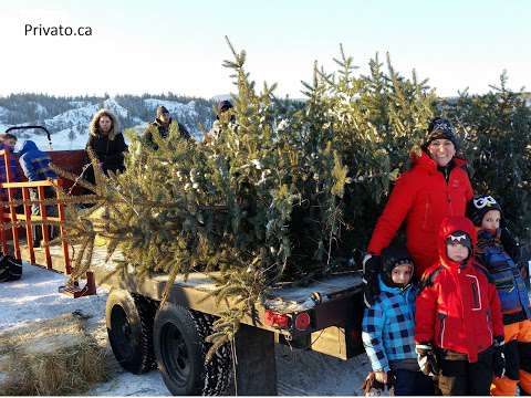 Woodward Christmas Tree Farm